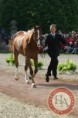 /album/ostatni/horse-vzor-php-jpg/